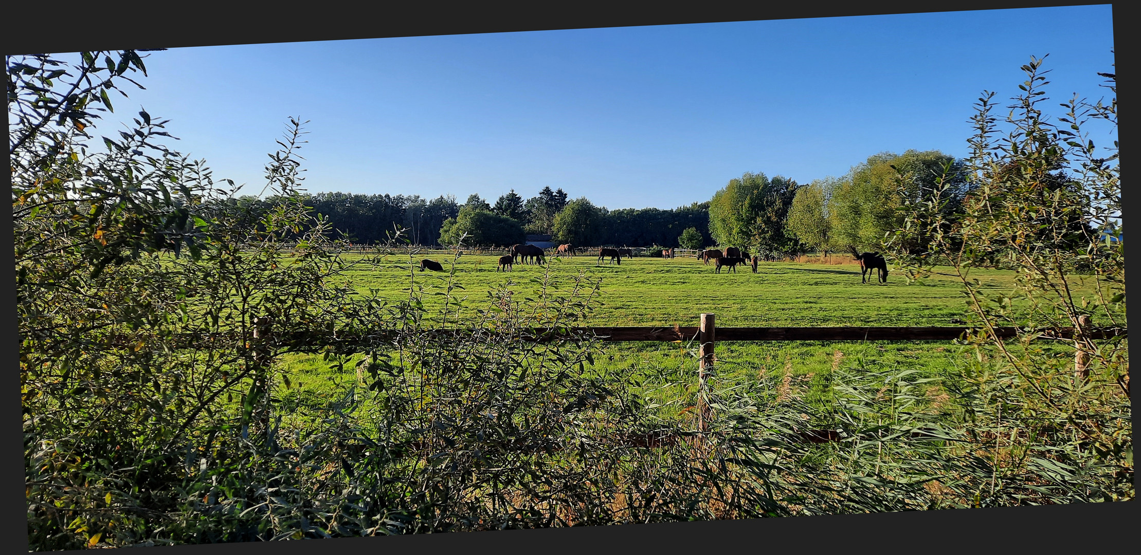 Stuten und Fohlen auf der Weide ...