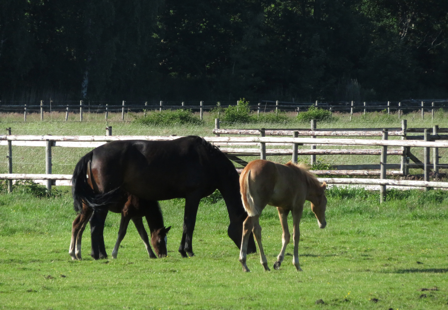 Stuten und Fohlen 