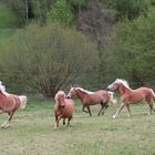 Stutenherde Haflinger u. 1 Shetland Pony