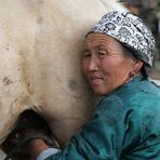 Stutenmilch gewünscht ?