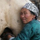 Stutenmilch gewünscht ?