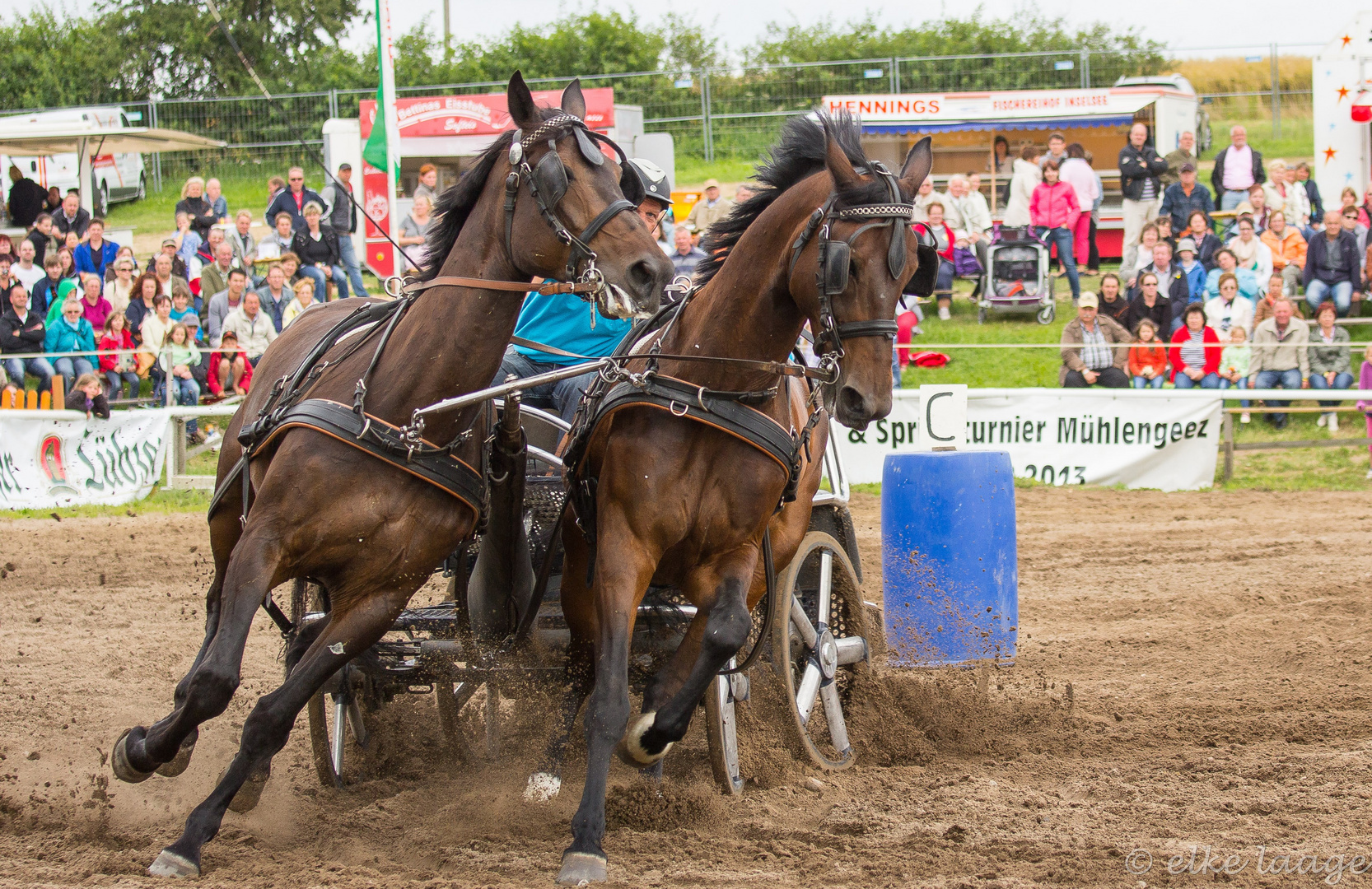 Stutenparade in Ganschow 1