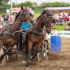 Stutenparade in Ganschow 1