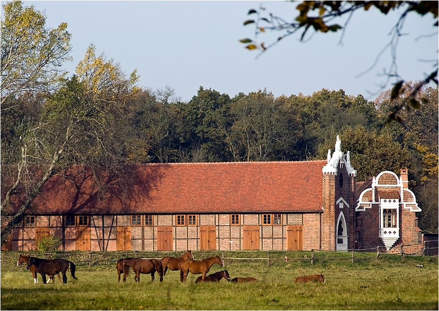 Stuterei im Luisium