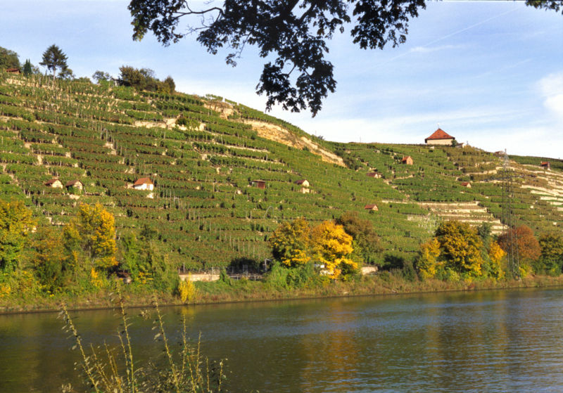 Stuttgart-Bad Cannstatt, "Zuckerle"-Weinberghänge