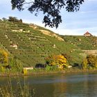 Stuttgart-Bad Cannstatt, "Zuckerle"-Weinberghänge