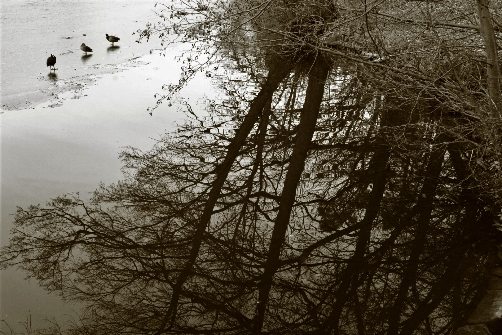 Stuttgart Bärensee Enten auf dem Eis