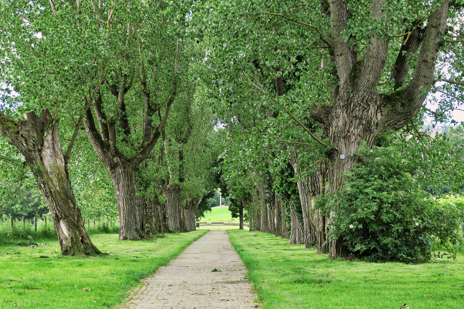 Stuttgart, Hohenheimer Gärten, Allee mit alten Bäumen