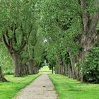 Stuttgart, Hohenheimer Gärten, Allee mit alten Bäumen