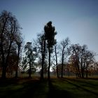 Stuttgart Rosensteinpark im Gegenlicht