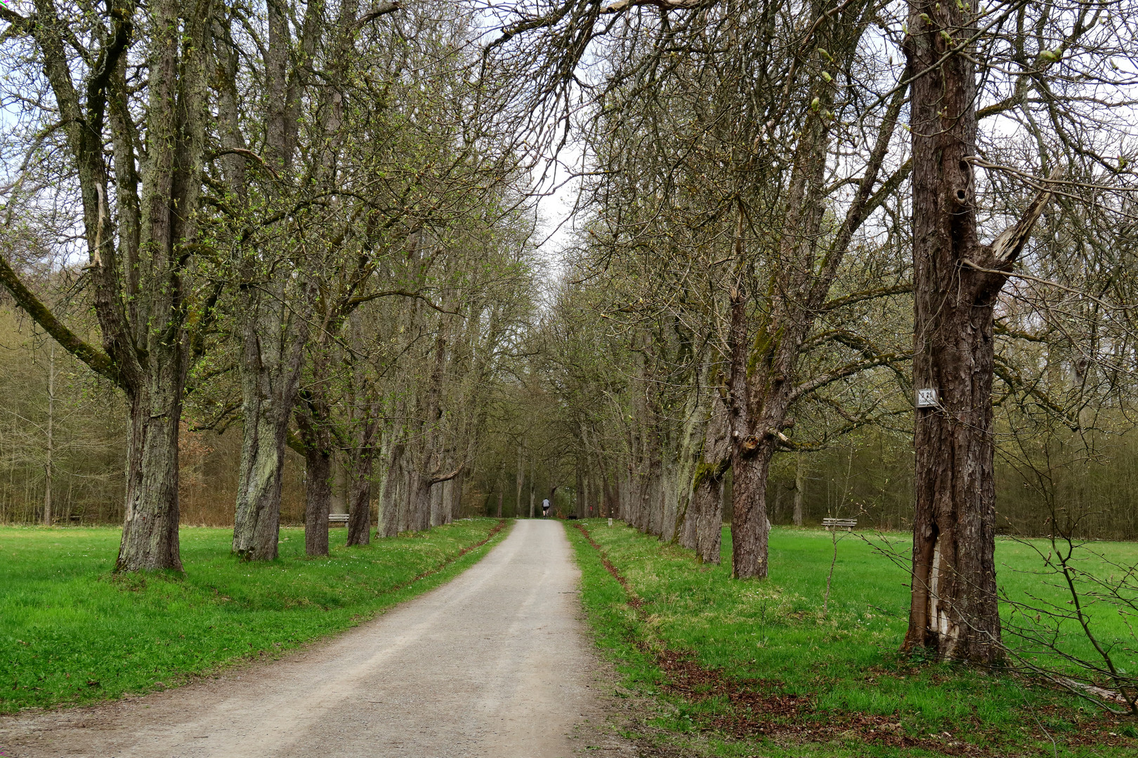 Stuttgart, Wald bei Büsnau, Allee