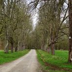 Stuttgart, Wald bei Büsnau, Allee