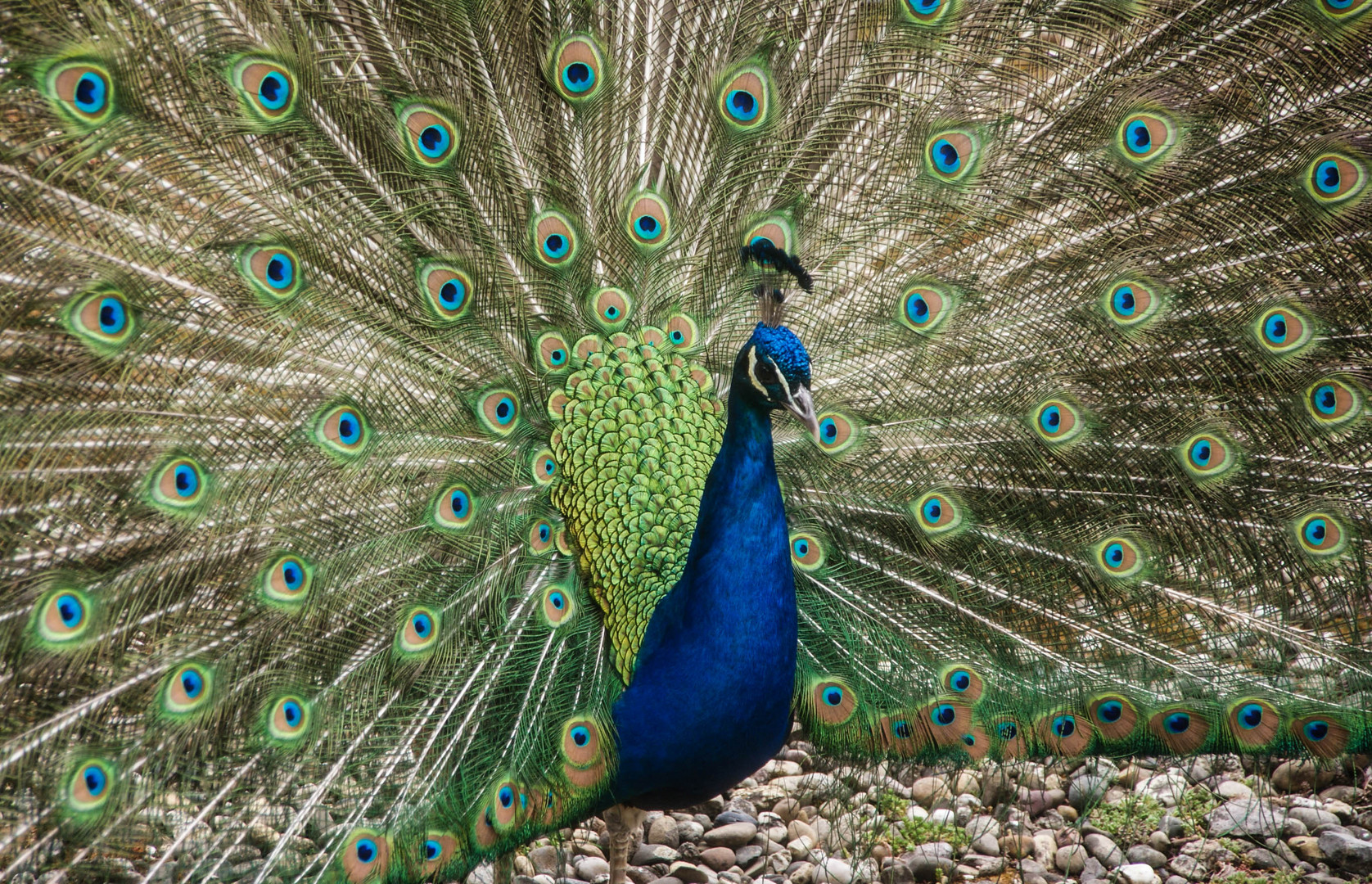 Stuttgart Wilhelma Pfau