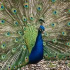 Stuttgart Wilhelma Pfau