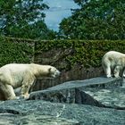 Stuttgarter Eisbären
