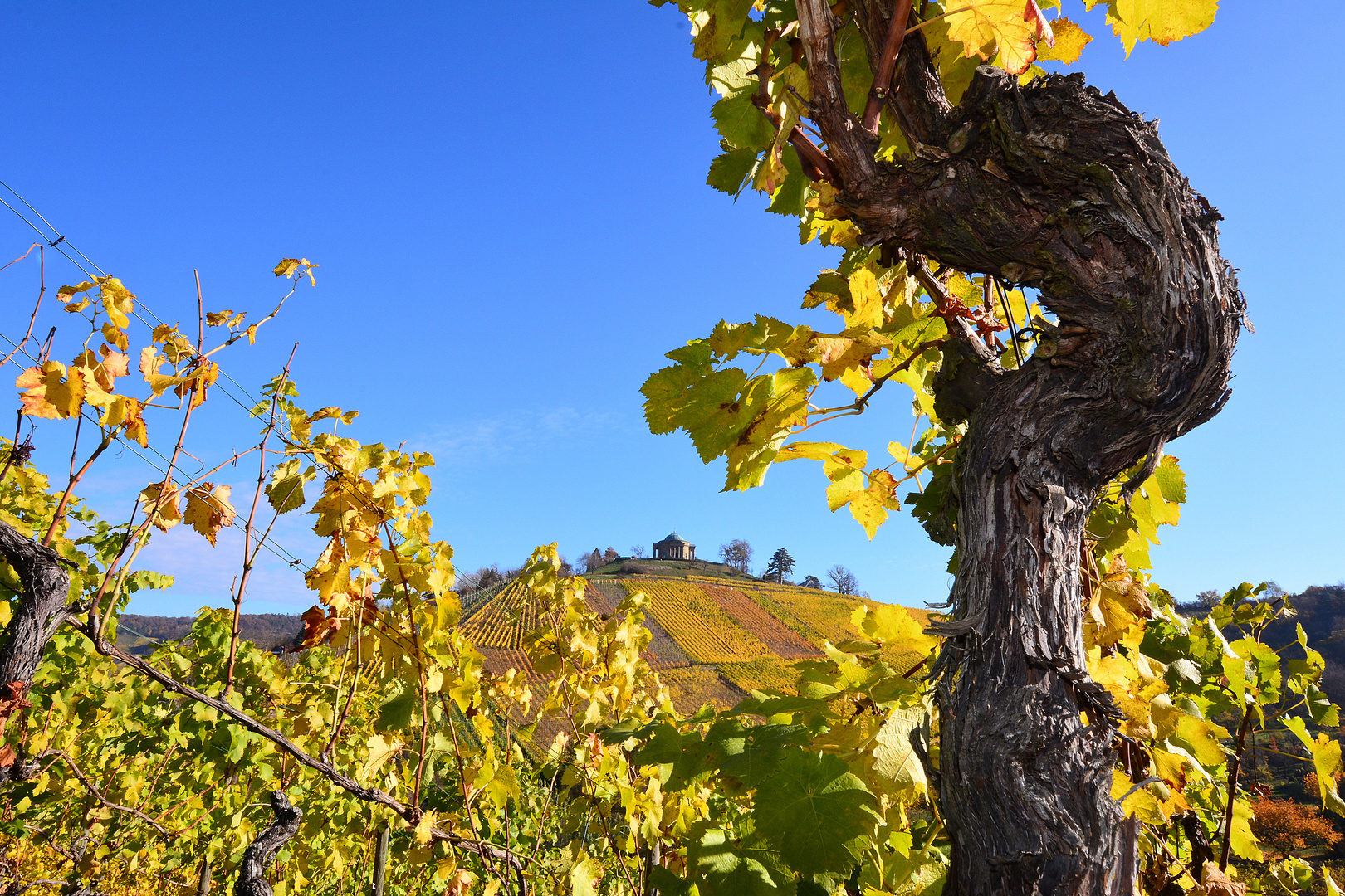 Stuttgarter Weinberge