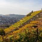 Stuttgarter Weinberge im Herbst