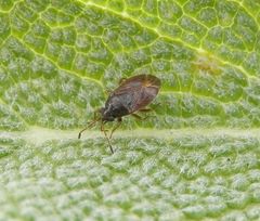 Stygnocoris sabulosus (?)