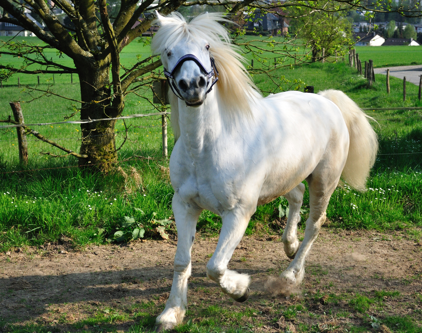 Stylisch Pony