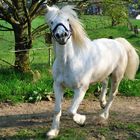 Stylisch Pony