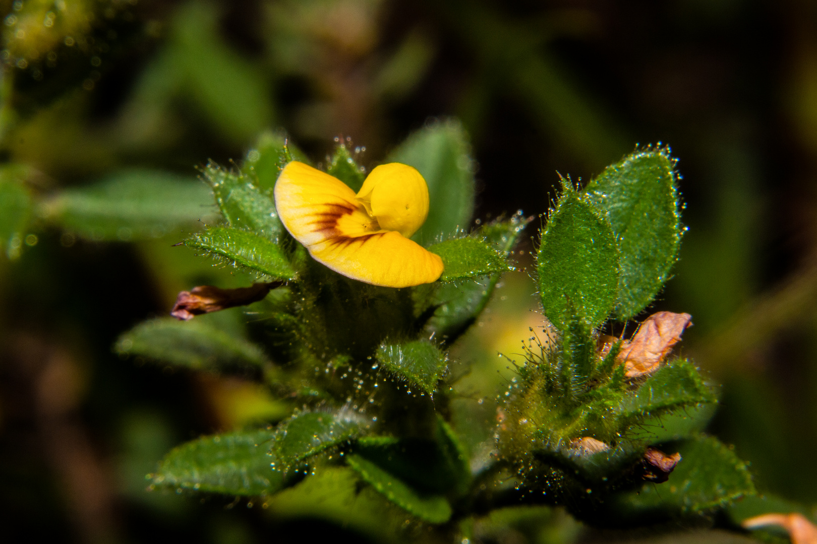 Stylosanthes viscosa