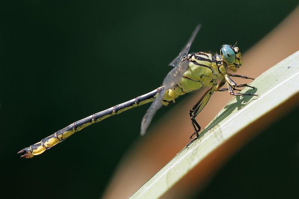 Stylurus flavipes - Asiatische Keiljungfer