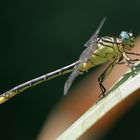 Stylurus flavipes - Asiatische Keiljungfer