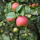 styrian apples