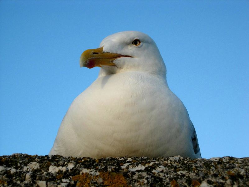 St.Yves and the seagulls