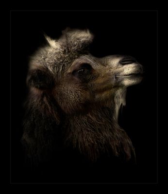 Su Excelencia El Camello