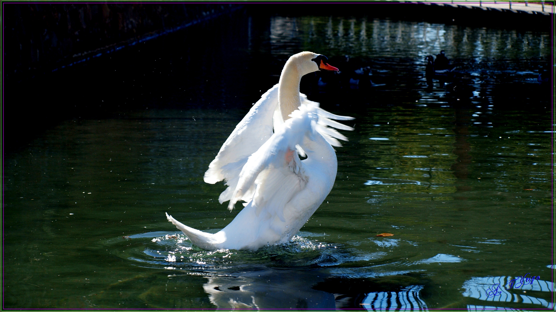 Su Majestad "El Cisne"