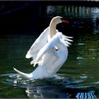 Su Majestad "El Cisne"