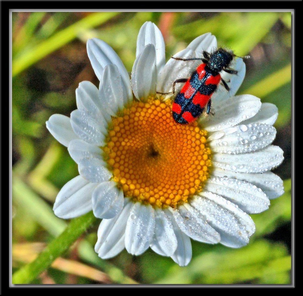 SU UN FIORE DI PRIMO MATTINO