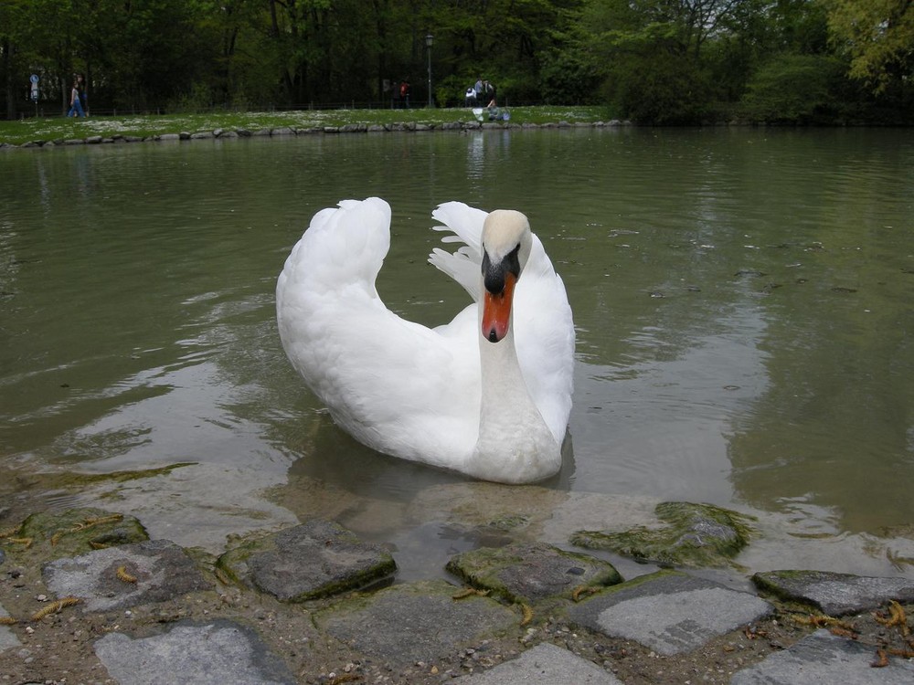 Sua maesta Cigno