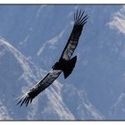 Sua maestà il condor!