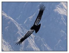 Sua maestà il condor!