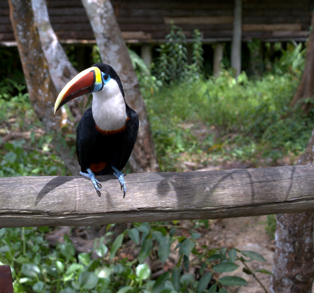 sua maestà iltucano