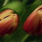 Suave  tulipanes   