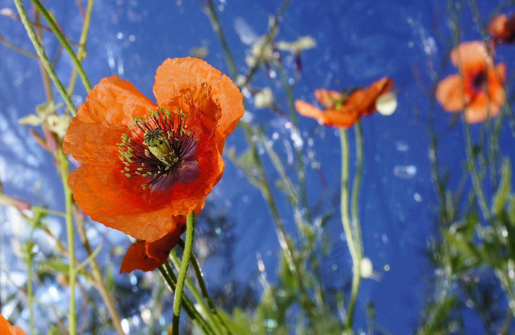 "Subacuatic" papaver