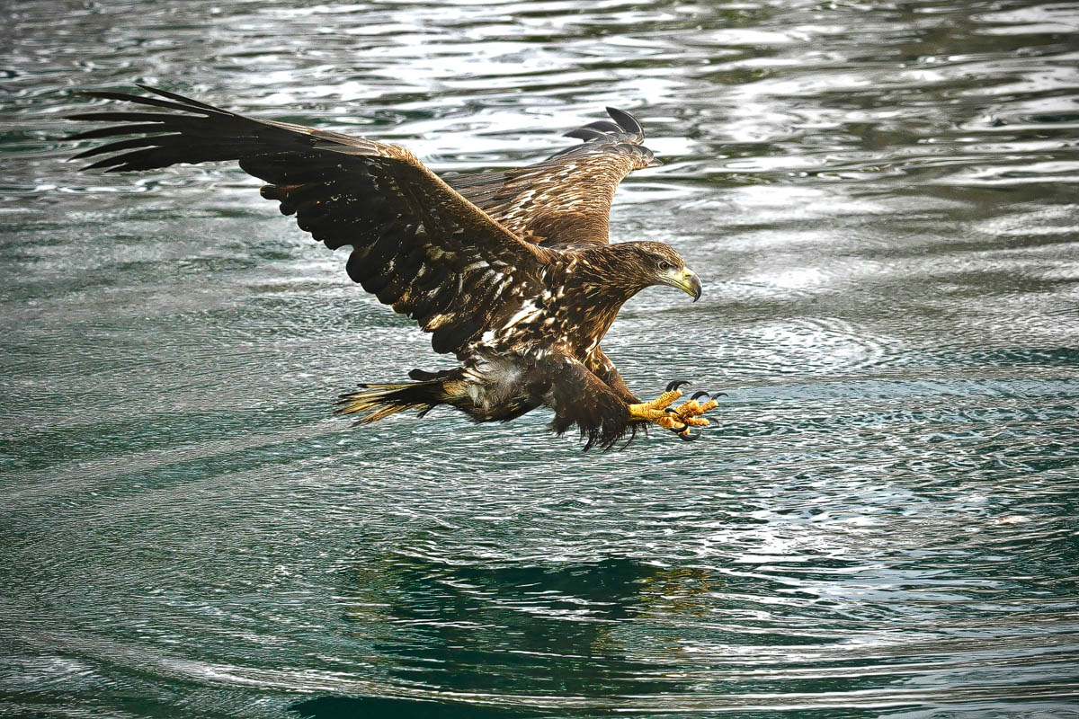 Subadulter Seeadler