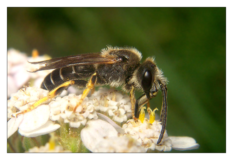 Subalpin - der Bienenzwerg Halictus