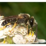 Subalpin - der Bienenzwerg Halictus