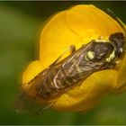 Subalpin - Tenthredo im Wind und Regen