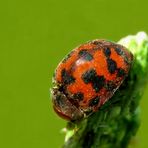 Subcoccinella vigintiquatuorpunctata