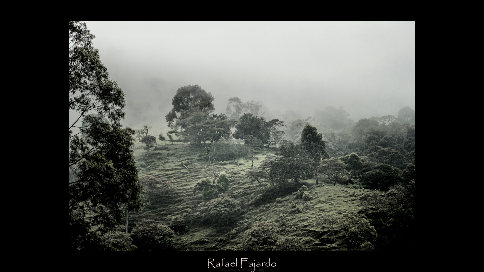 Sube la niebla