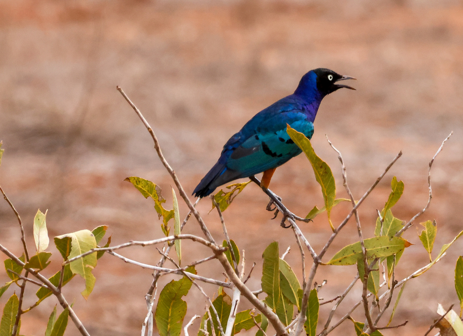 Suberb Starling