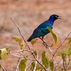 Suberb Starling