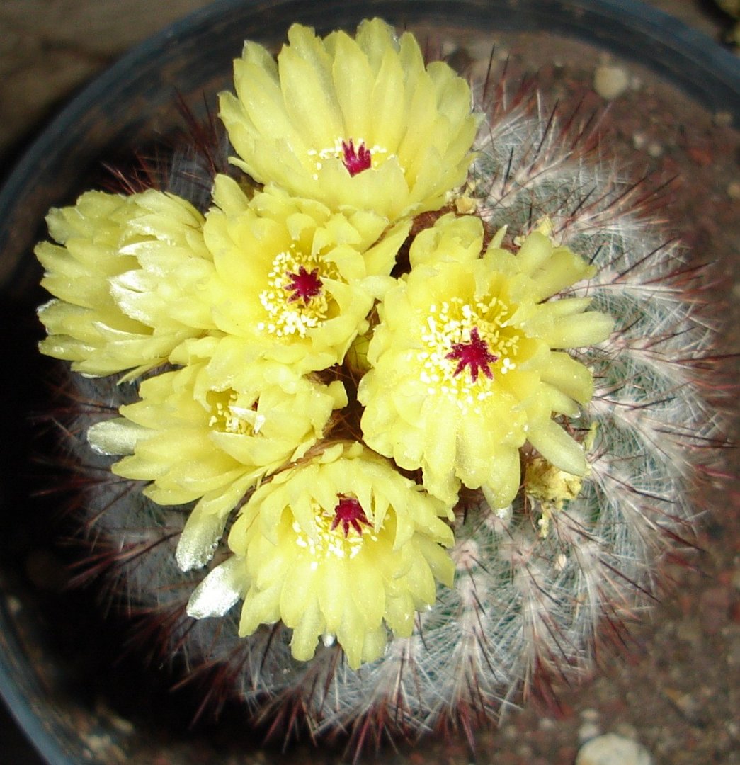 Subgénero Mammillaria