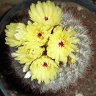 Subgénero Mammillaria