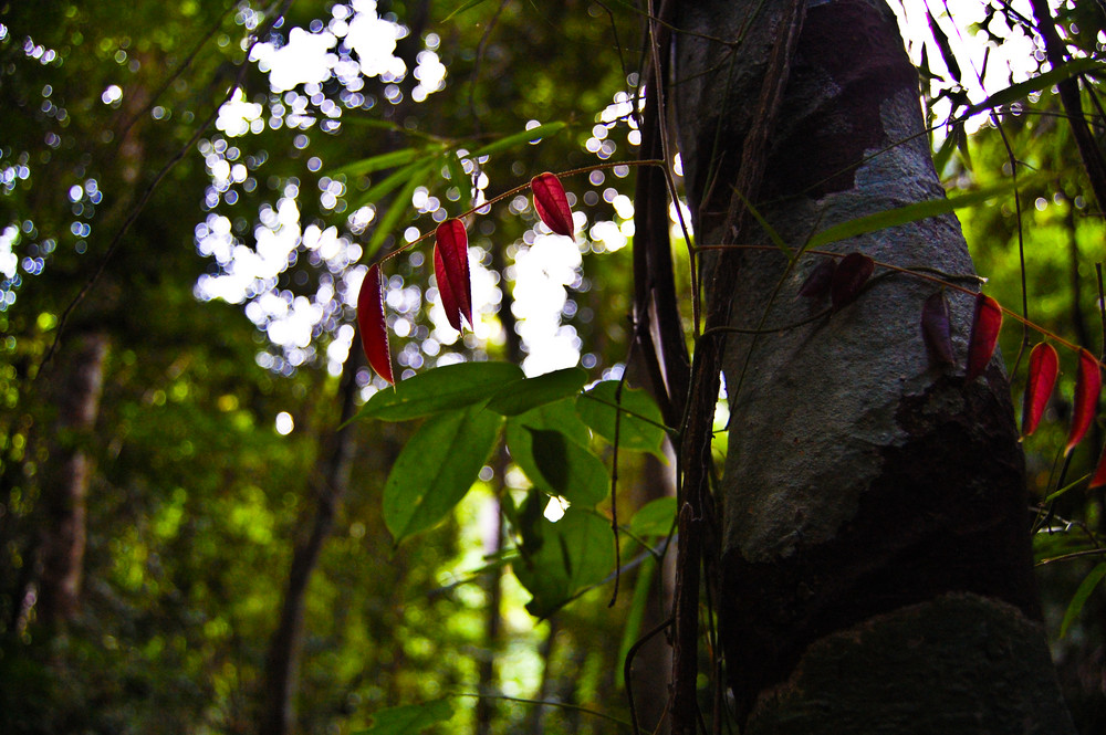 Subic, Philippinen - Somewhere In The Jungle by Saiigal 